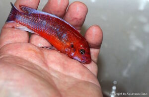 Labeotropheus trewavasae 'Chilumba'